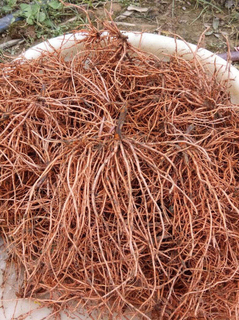 新鲜红根野蚕豆根出售了，