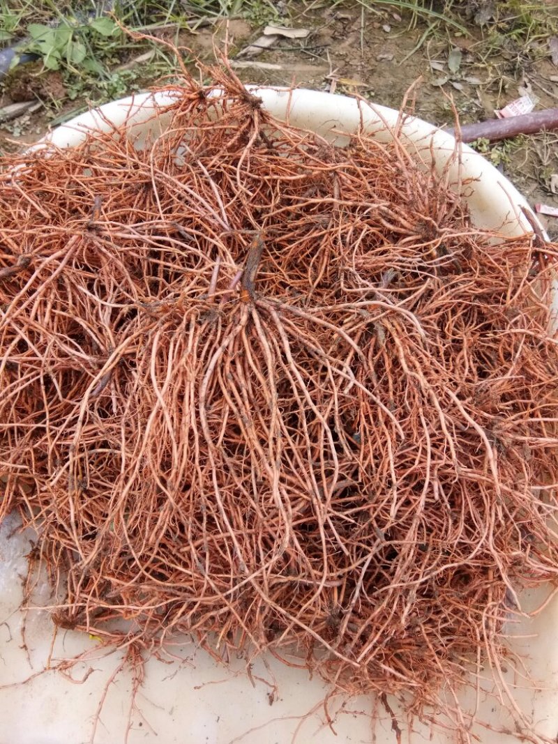 新鲜红根野蚕豆根出售了，