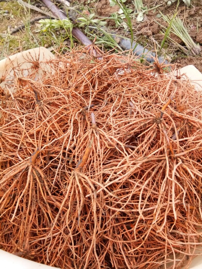 新鲜红根野蚕豆根出售了，