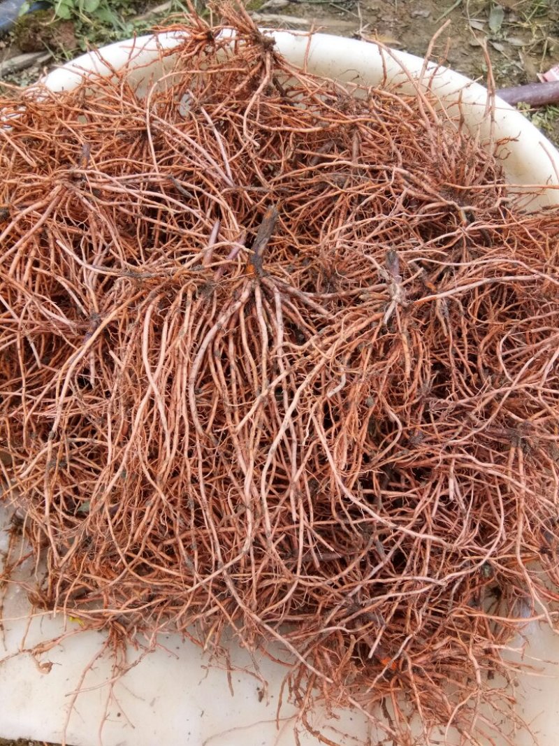 新鲜红根野蚕豆根出售了，