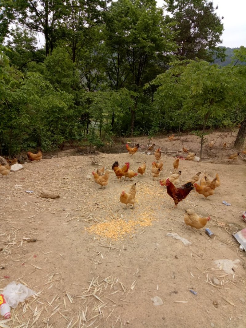 大山散养土鸡土鸡蛋