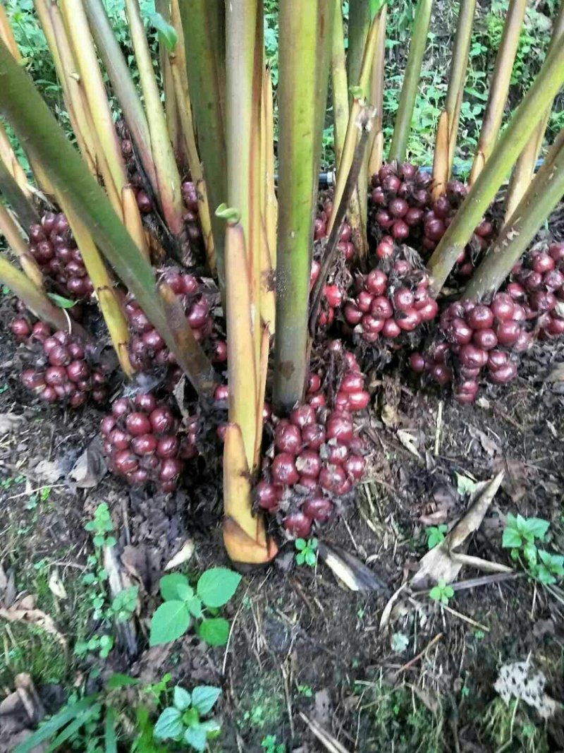 草果