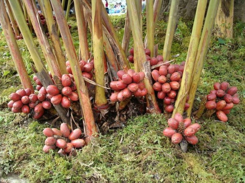 草果