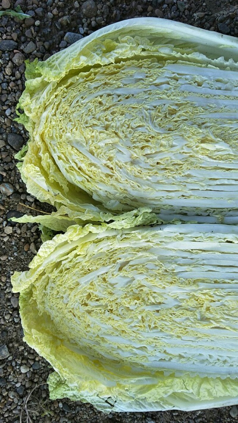 吉林黄心白菜产地直供量大价优欢迎选购