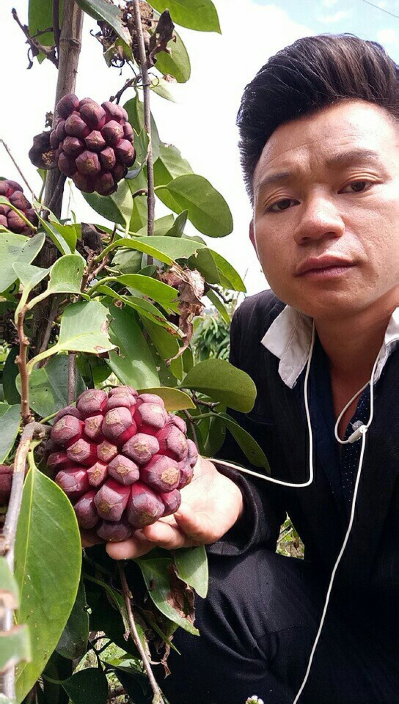 布福娜苗黑老虎大苗结果苗