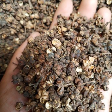 吴茱萸大花中花