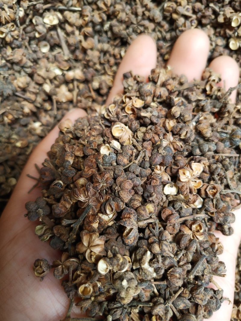 吴茱萸大花中花