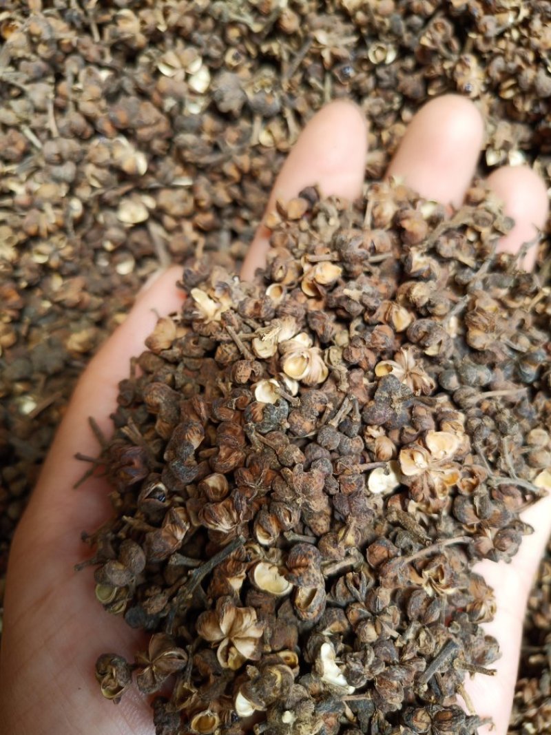 吴茱萸大花中花