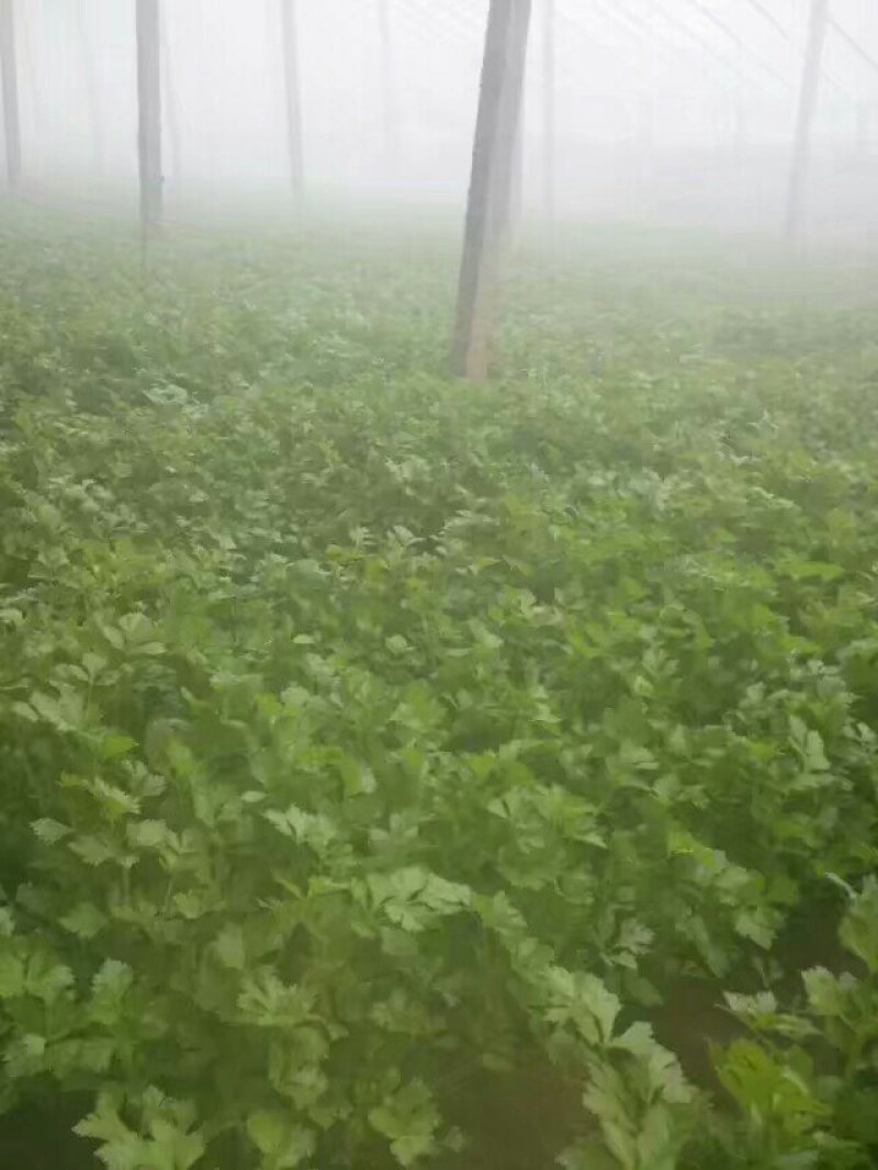 本地山芹菜