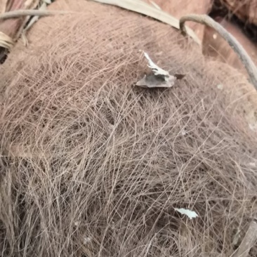 棕榈皮复古家居棕毛棕榈衣绿萝棒棕衣棕片棕树皮棕丝绿植盆栽