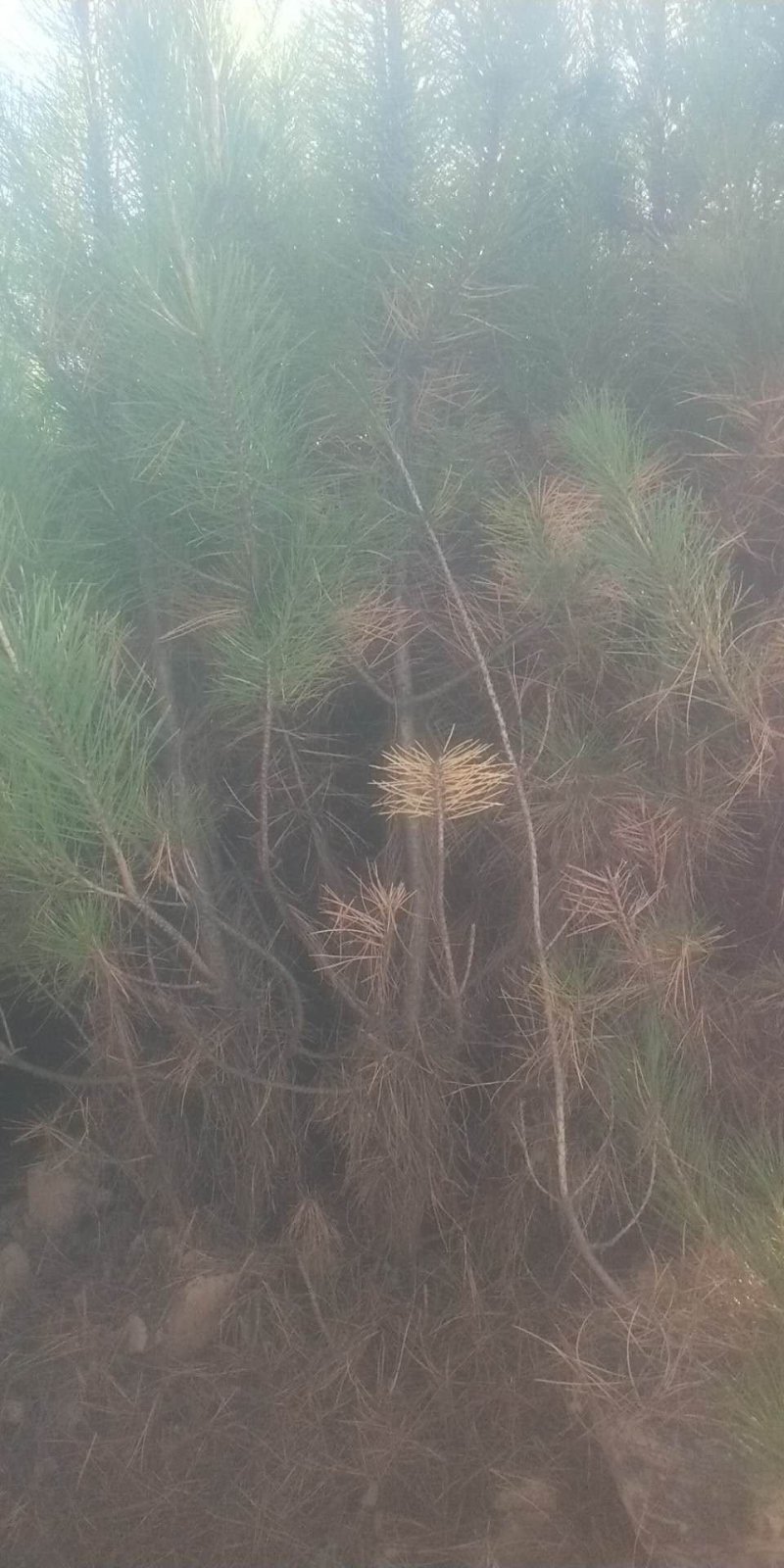 油松工程苗
