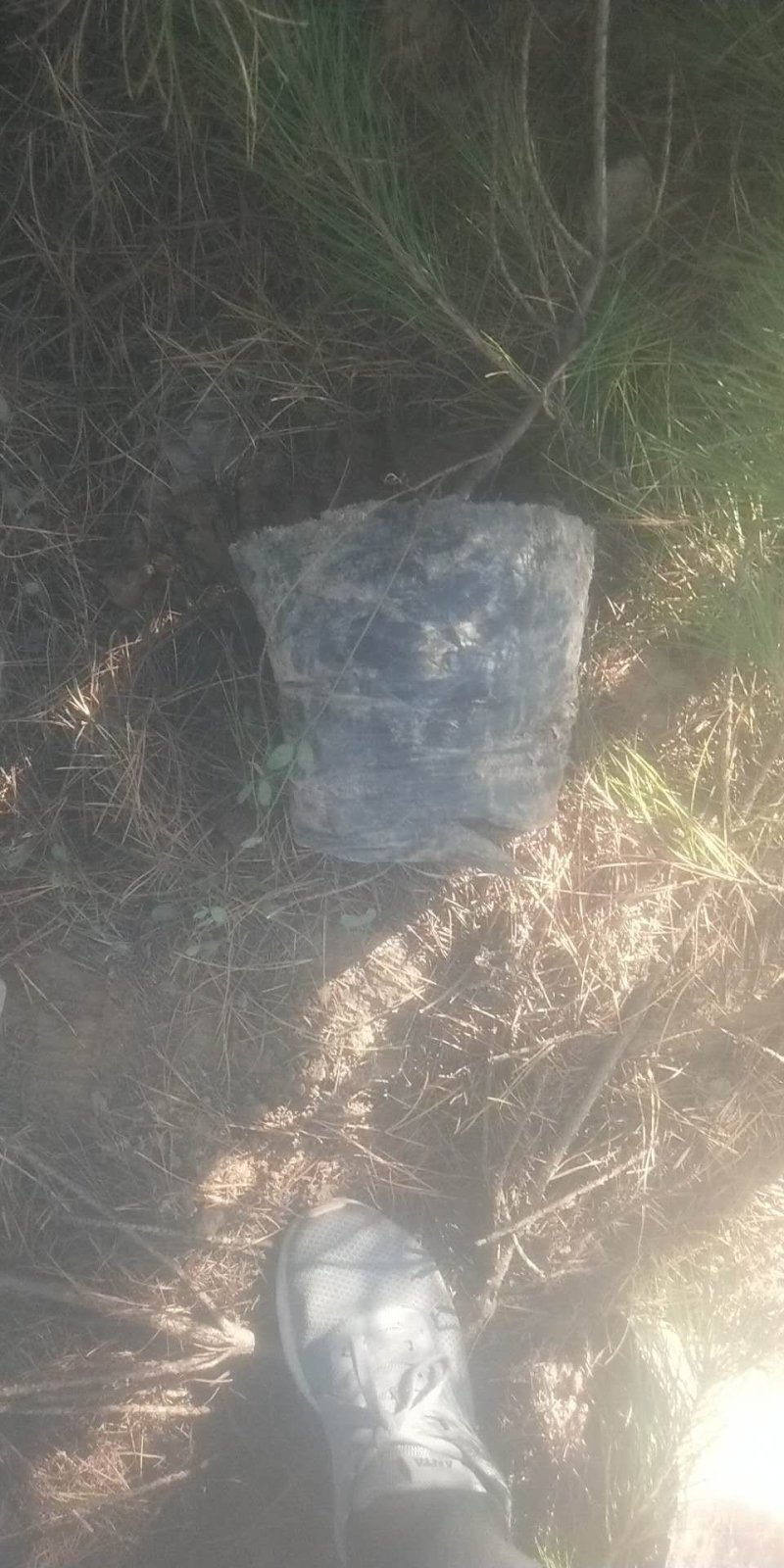 油松工程苗