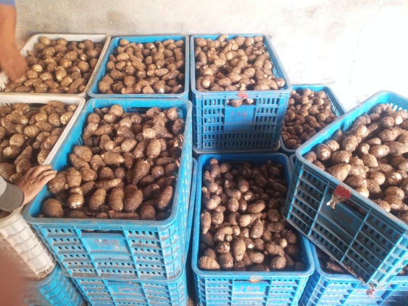 8520芋头大量供货了，精品货源，抓紧联系了
