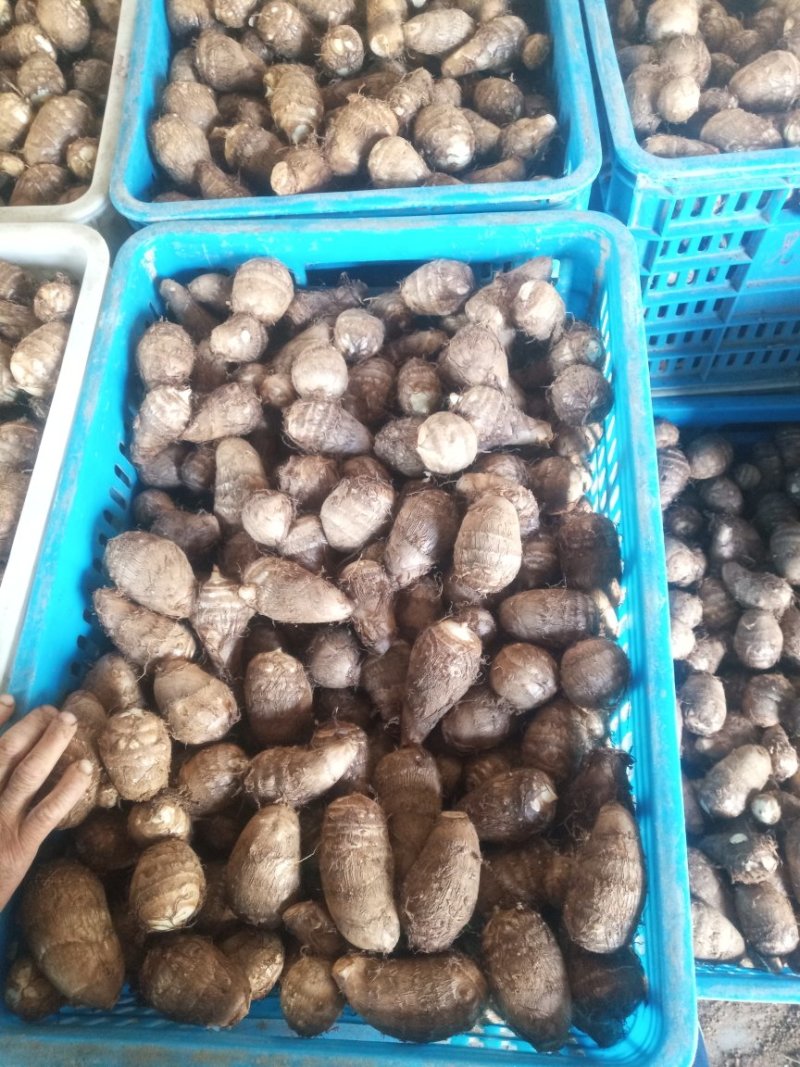 8520芋头大量供货了，精品货源，抓紧联系了
