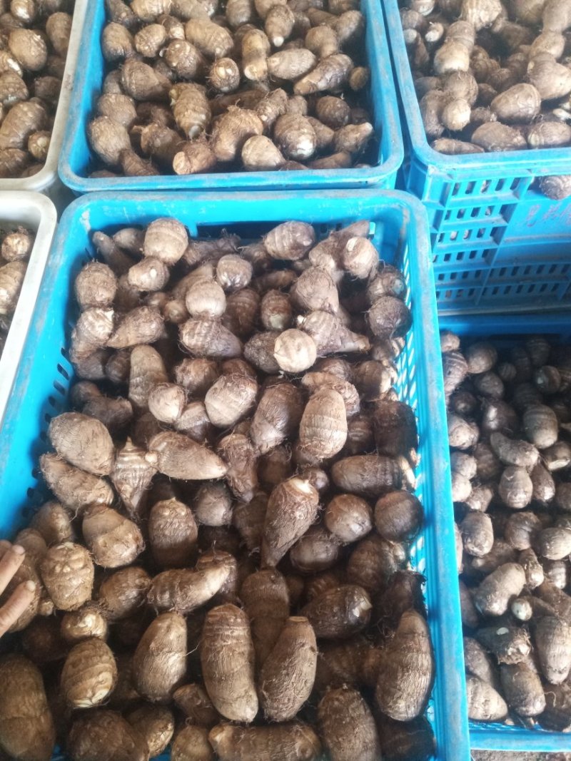 8520芋头大量供货了，精品货源，抓紧联系了