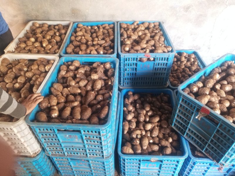 8520芋头大量供货了，精品货源，抓紧联系了