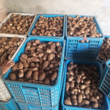 8520芋头大量供货了，精品货源，抓紧联系了