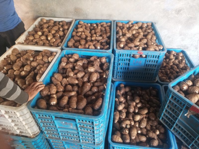 8520芋头大量供货了，精品货源，抓紧联系了