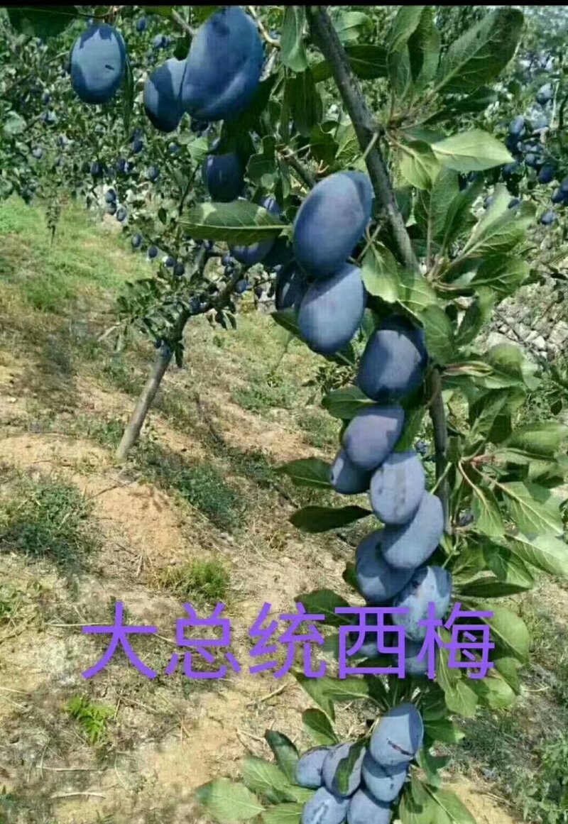 西梅李子，李子苗，大总统西梅，大红袍李子，吉盛李子