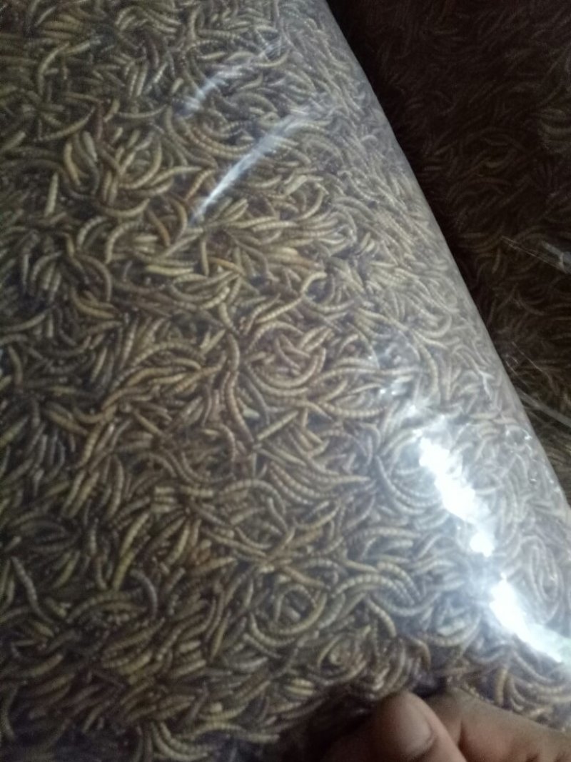 干品黄粉虫