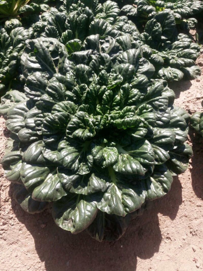 菊花菜精品