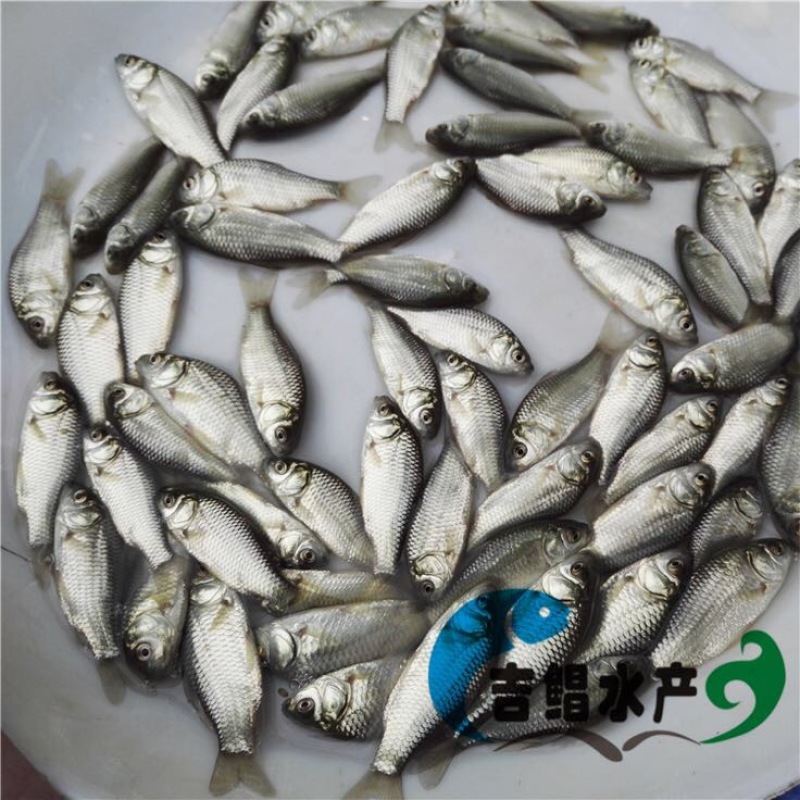 异育银鲫鱼苗3~5公分