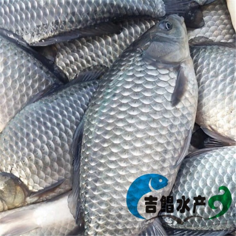 异育银鲫鱼苗3~5公分