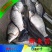 异育银鲫鱼苗3~5公分