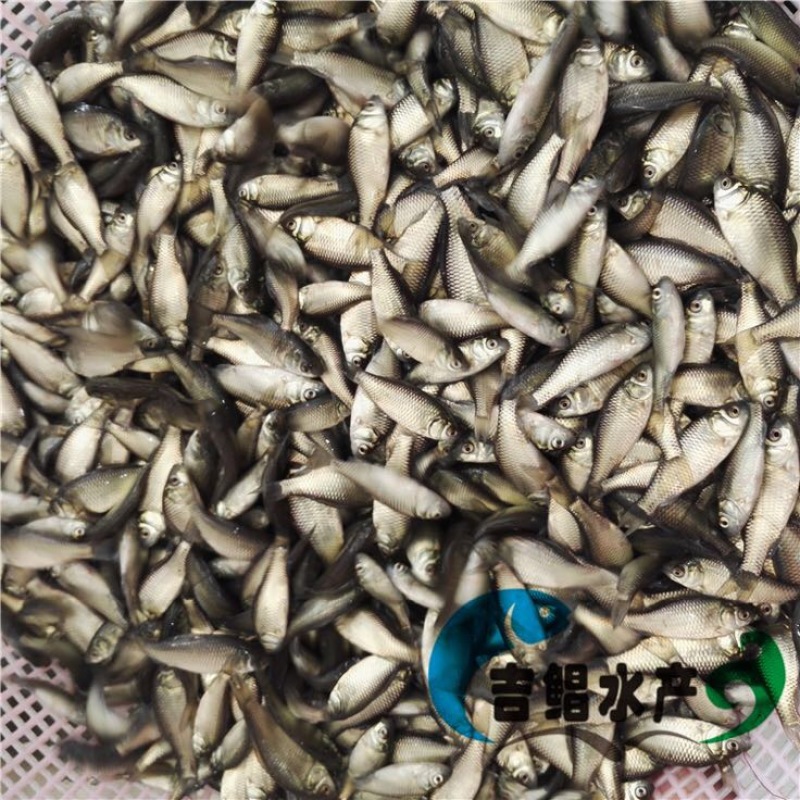 异育银鲫鱼苗3~5公分
