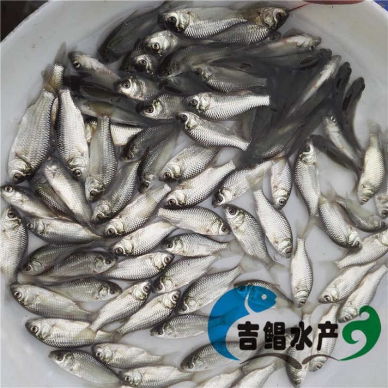 异育银鲫鱼苗3~5公分