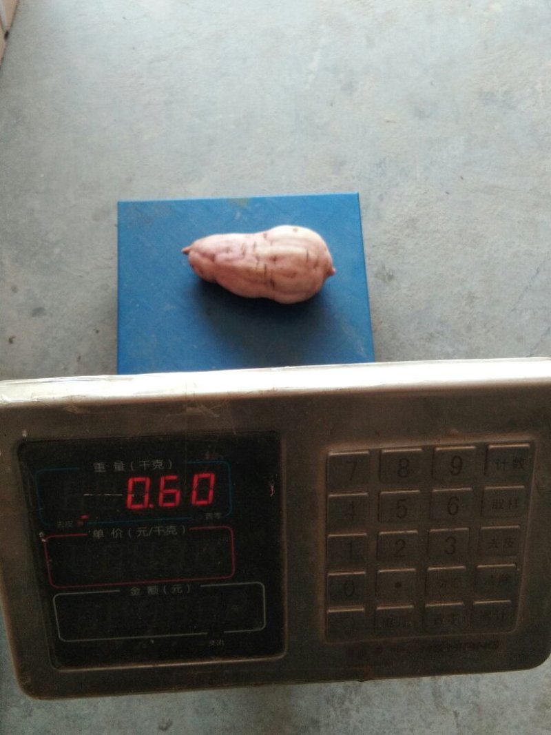高山老品种红薯耐储存