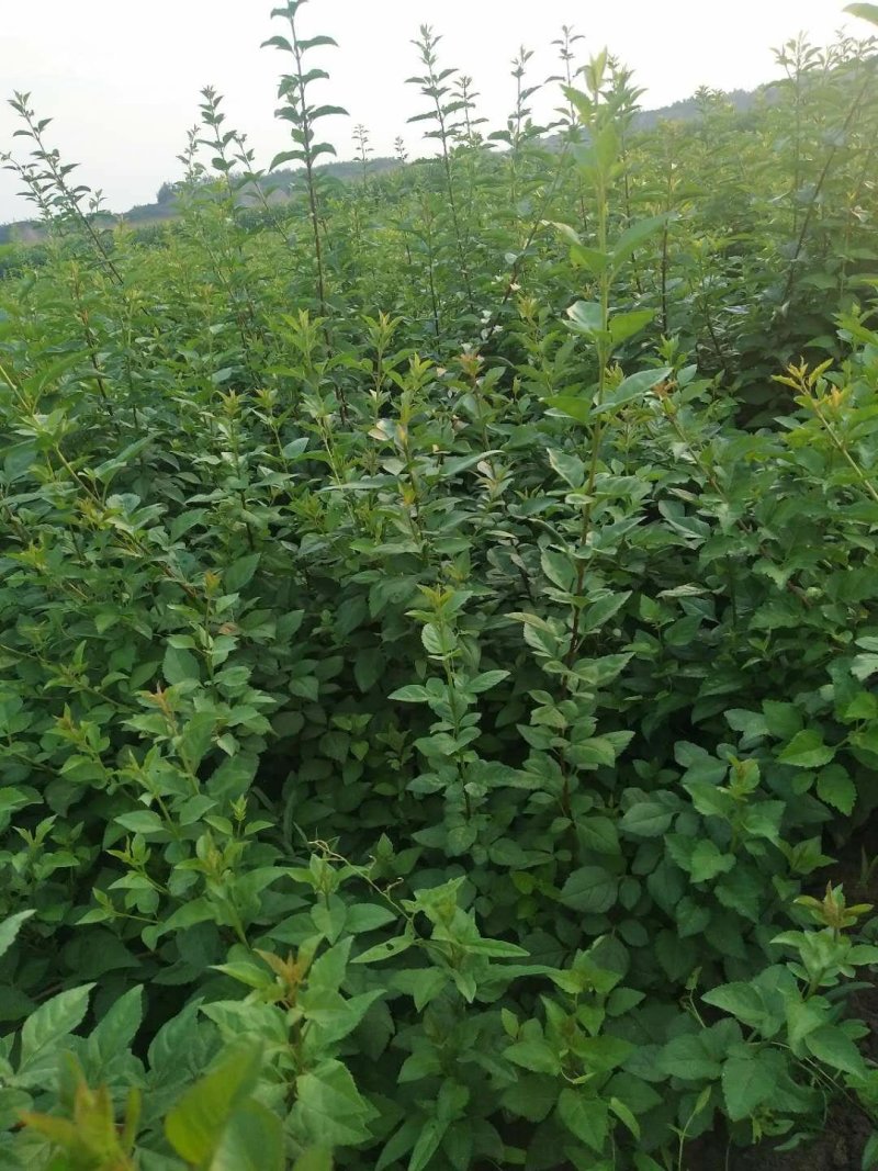 一年生药用连翘小苗量大