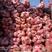 红皮萝卜萝卜，红皮1~1.5斤起欢迎全国客商咨询考察