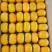 柿子
