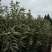 大红袍板栗苗现挖现发，品质有保障。提供技术支持