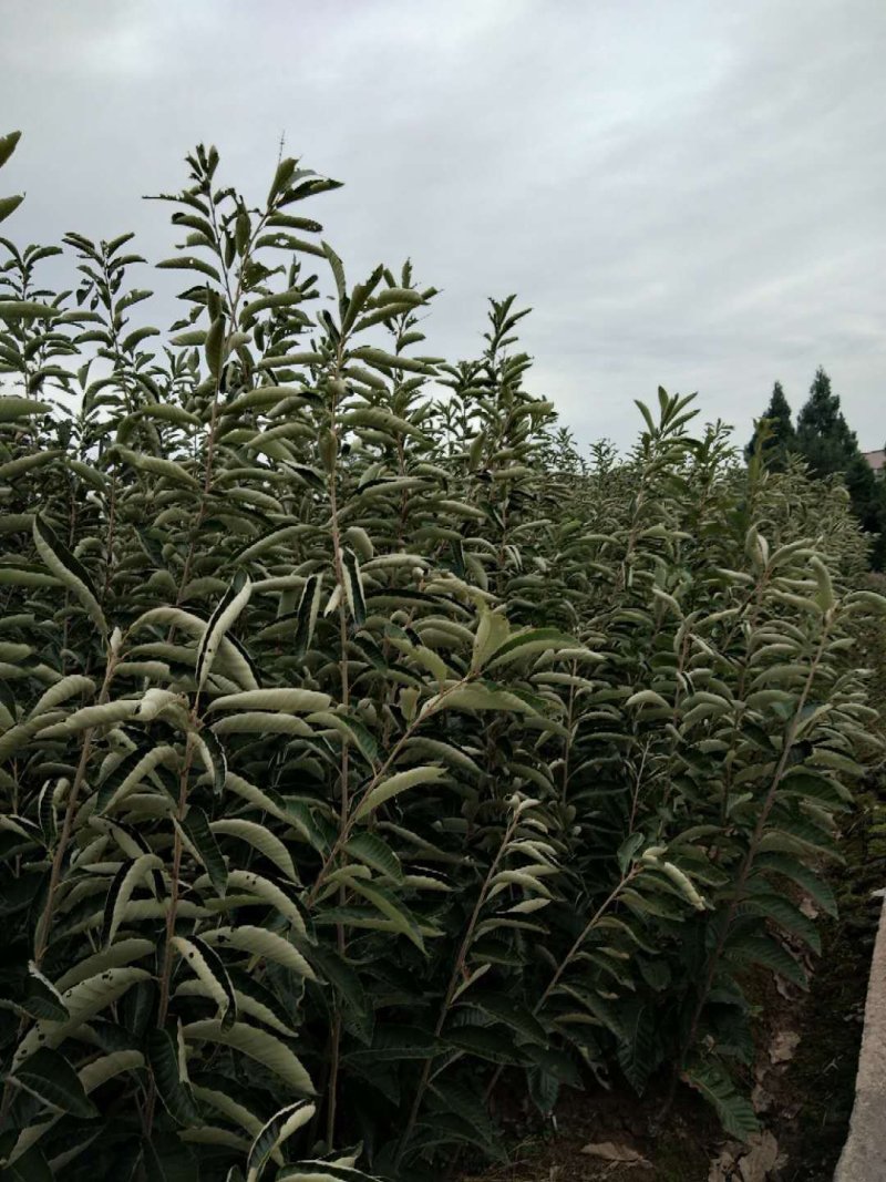 大红袍板栗苗现挖现发，品质有保障。提供技术支持