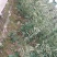 大红袍板栗苗现挖现发，品质有保障。提供技术支持