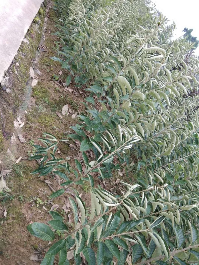 大红袍板栗苗现挖现发，品质有保障。提供技术支持
