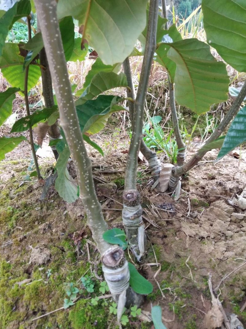 大红袍板栗苗现挖现发，品质有保障。提供技术支持
