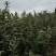 大红袍板栗苗现挖现发，品质有保障。提供技术支持