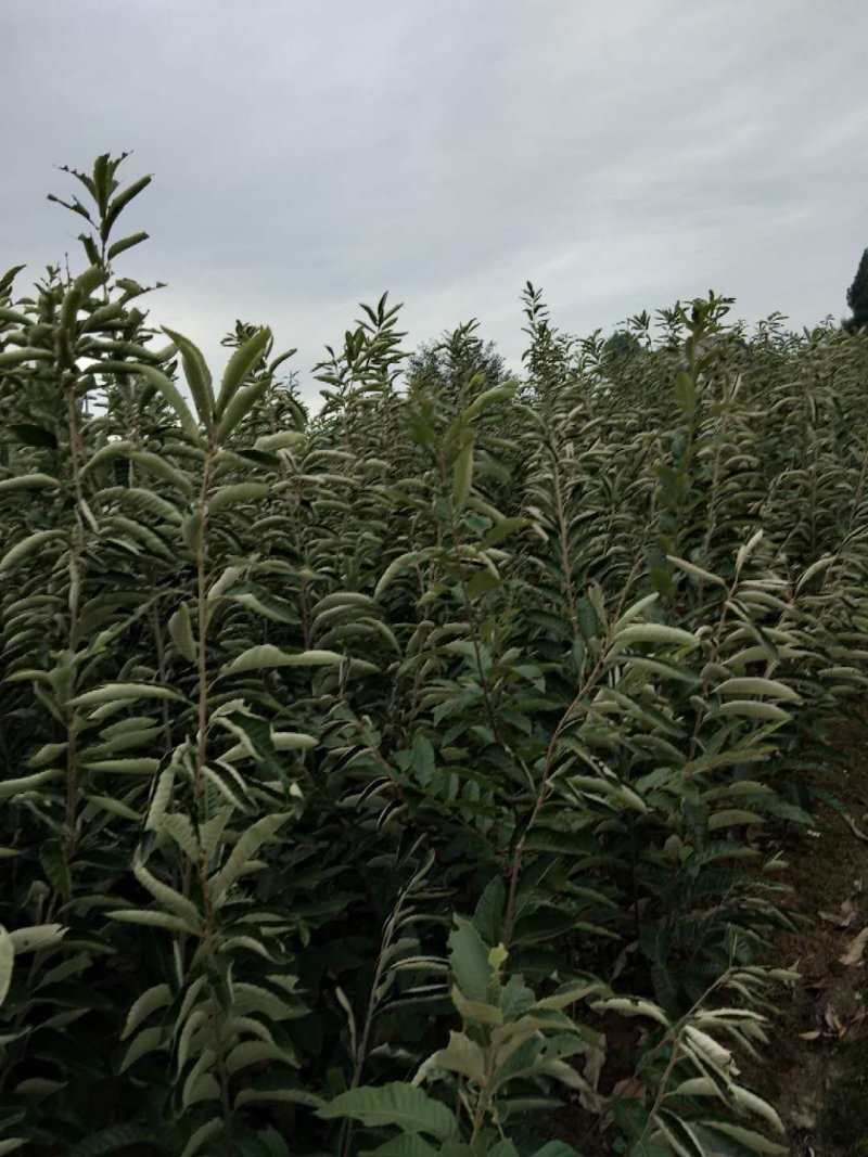 大红袍板栗苗现挖现发，品质有保障。提供技术支持