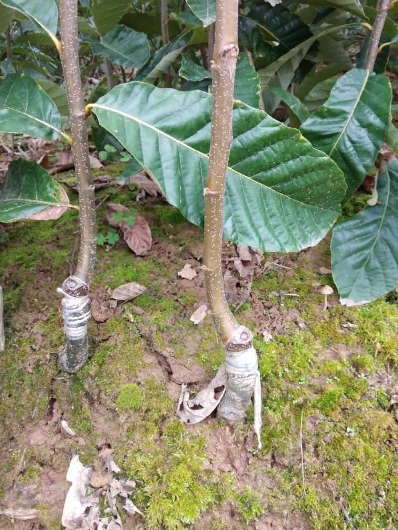 大红袍板栗苗现挖现发，品质有保障。提供技术支持