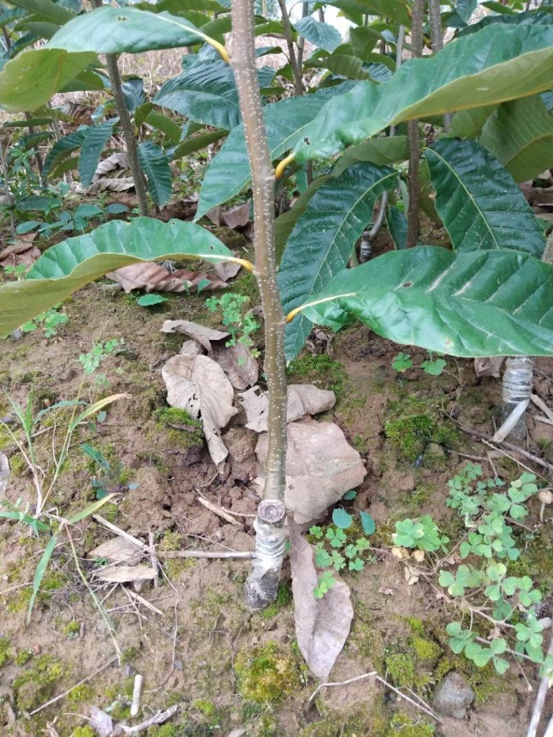 大红袍板栗苗现挖现发，品质有保障。提供技术支持