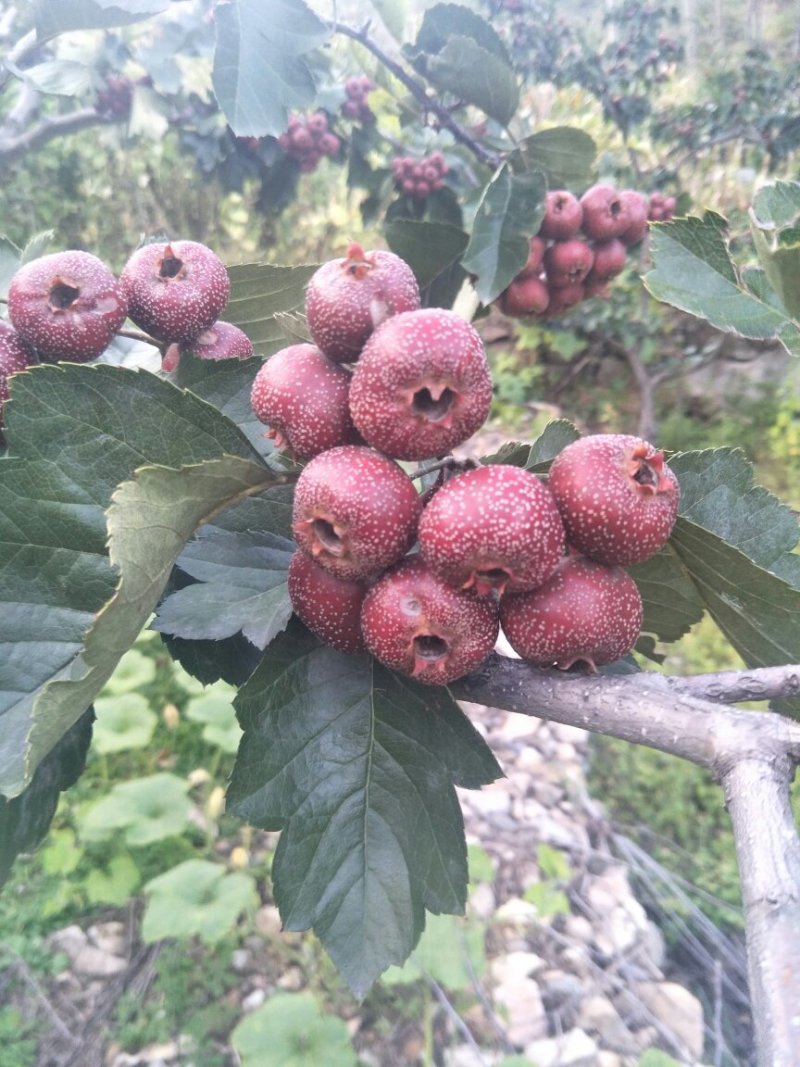 大金星山楂