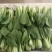 曹县油菜