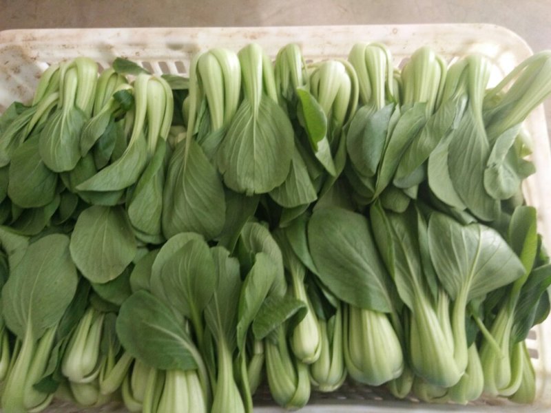 曹县油菜