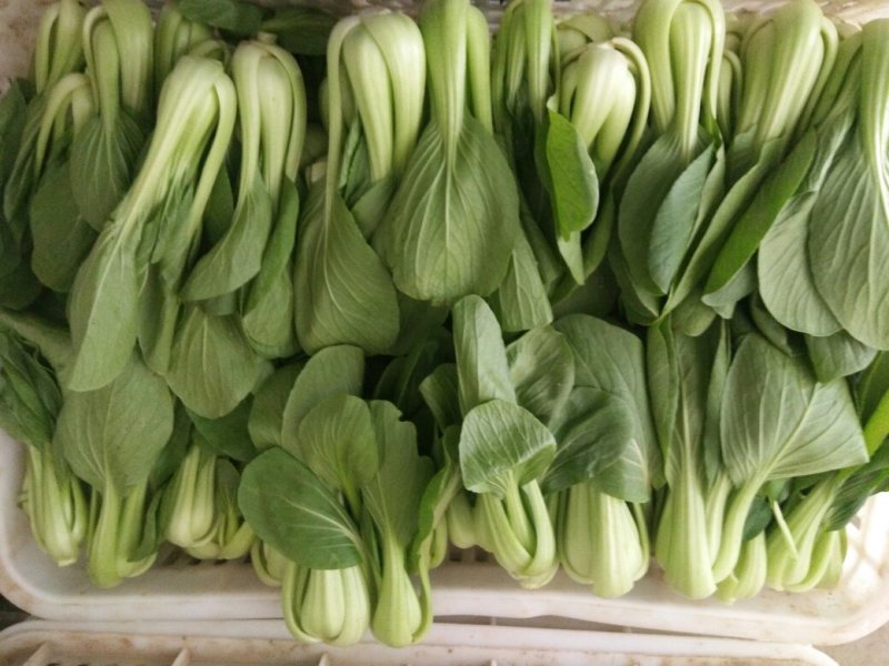 曹县油菜