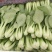 曹县油菜