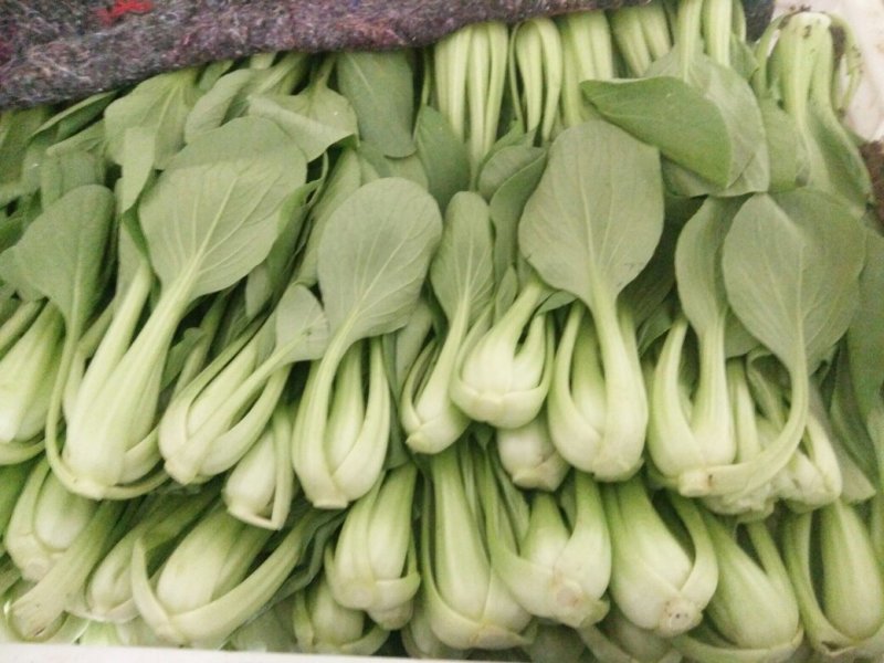 曹县油菜