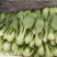 曹县油菜
